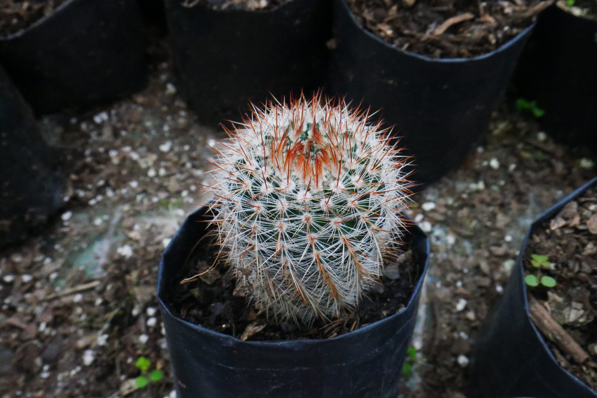 Notocactus Schlosseri Cactus: Versatile Beauty for Any Space - My Store