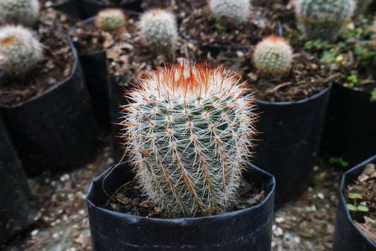 Notocactus Schlosseri Cactus: Versatile Beauty for Any Space - My Store