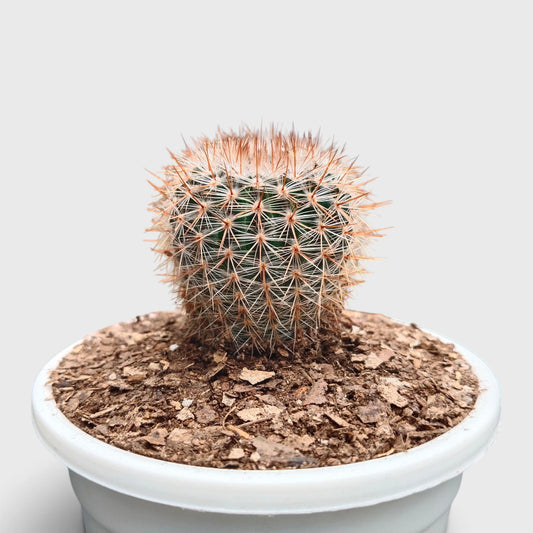 Notocactus Schlosseri (Parodia Erubescens): Versatile Beauty for Any Space