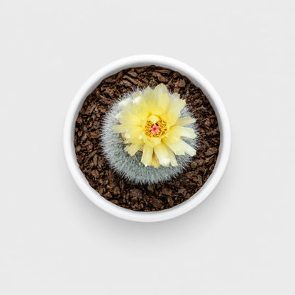 Notocactus Scopa Hybrid | Well Rooted Mature Flowering Cactus