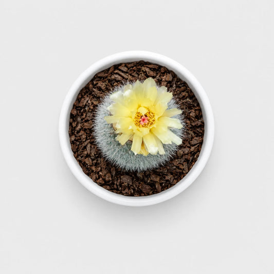 Notocactus Scopa Hybrid | Well Rooted Mature Flowering Cactus