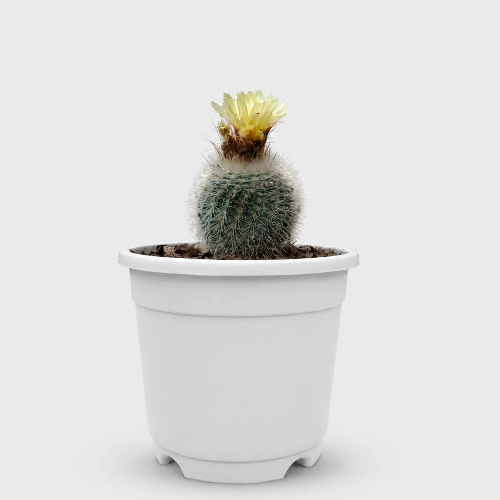 Notocactus Scopa Hybrid | Well Rooted Mature Flowering Cactus