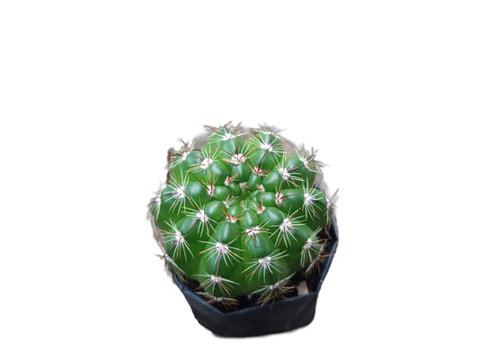 Notocactus Uebelmannianus Cactus: Unveiling Desert Beauty - My Store