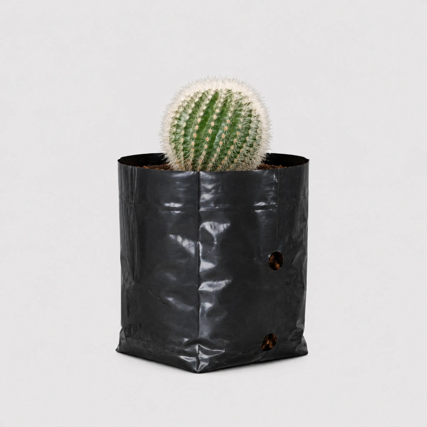 Notocactus Scopa Hybrid | Well Rooted Mature Flowering Cactus