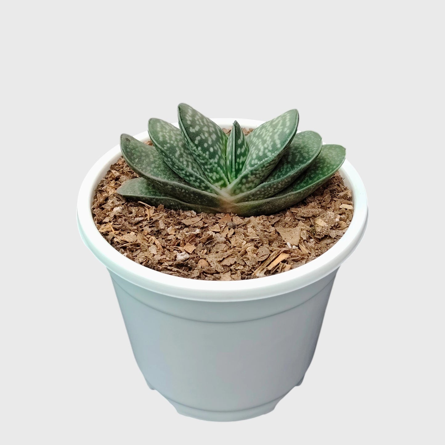 Gasteria Liliputana – Miniature Textured Succulent Indoor Plant