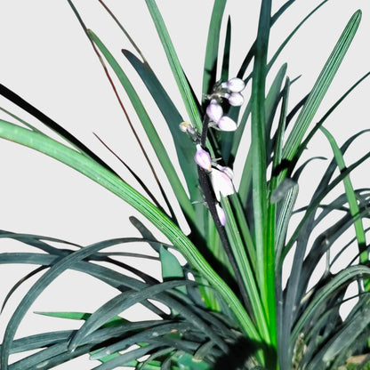 Black Mondo Grass (Ophiopogon planiscapus 'Nigrescens') | Well Rooted Mature Ornamental Grass