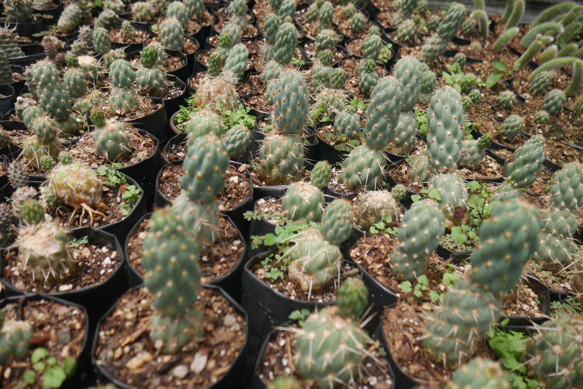 Opuntia Miquelii Cactus Muesli - A Delicious Choice on Frek! - My Store