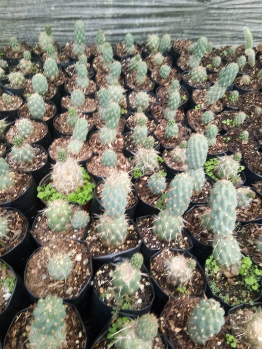 Opuntia Miquelii Cactus Muesli - A Delicious Choice on Frek! - My Store