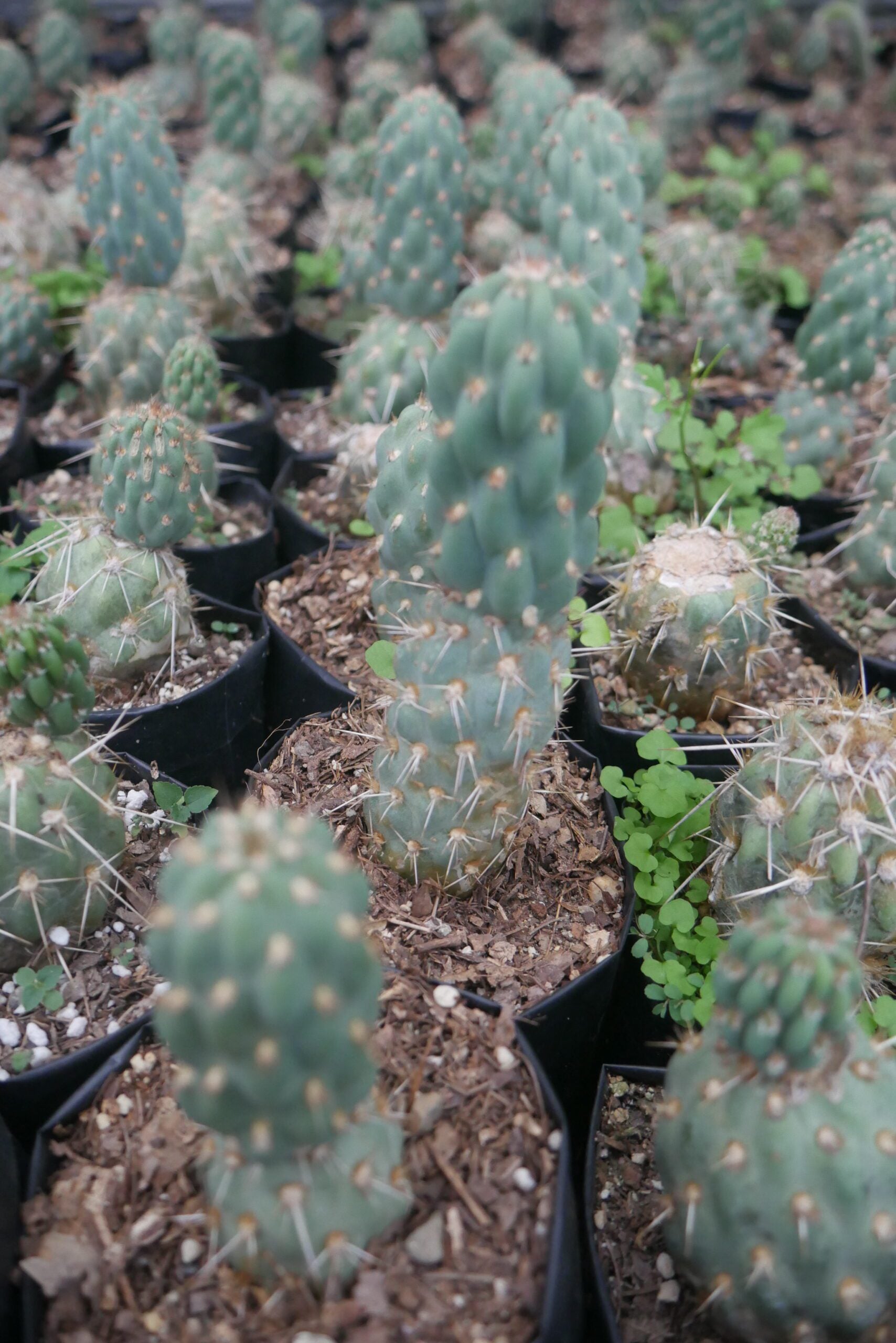 Opuntia Miquelii Cactus Muesli - A Delicious Choice on Frek! - My Store