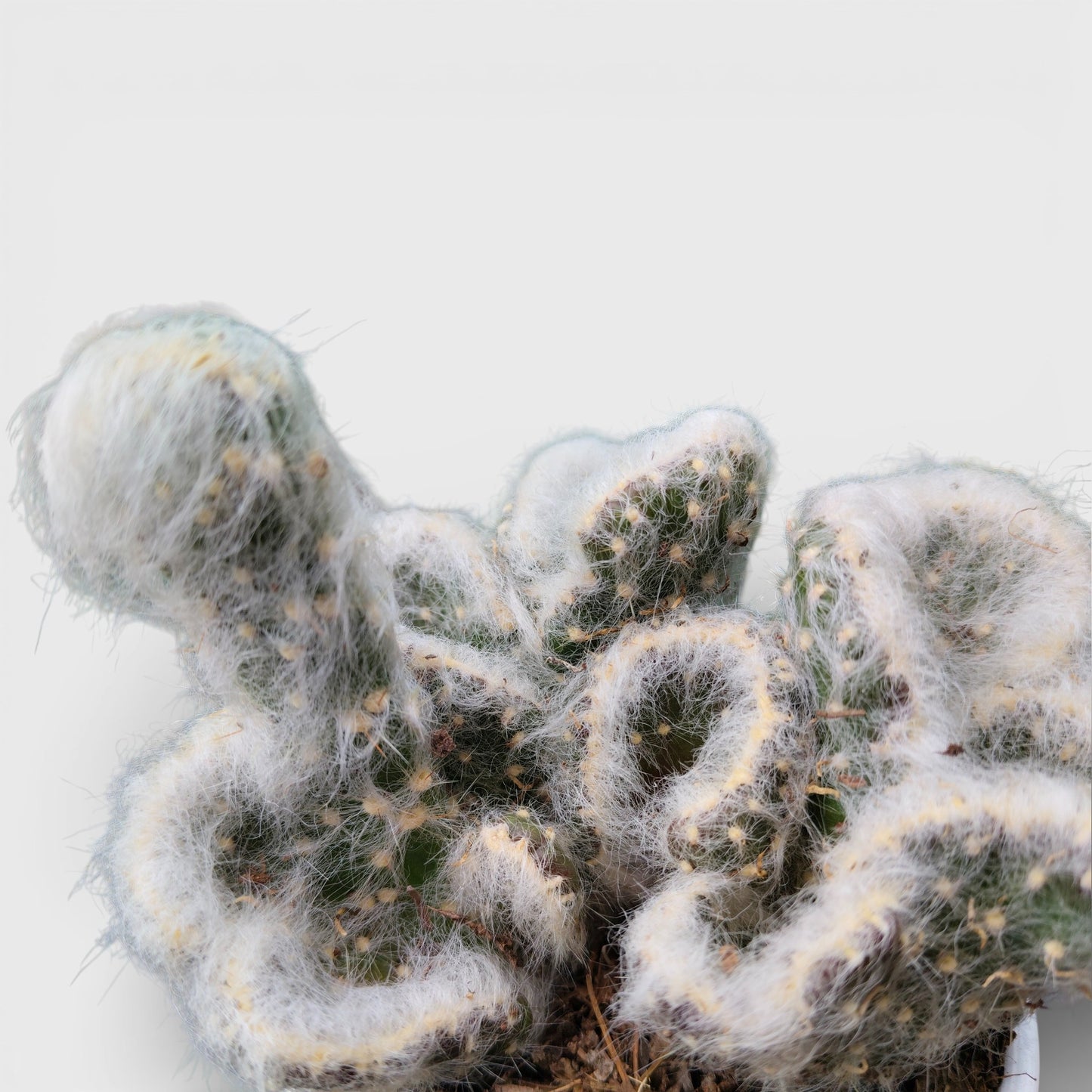 Close up of Opuntia Vestita Cristata white hair-like spines