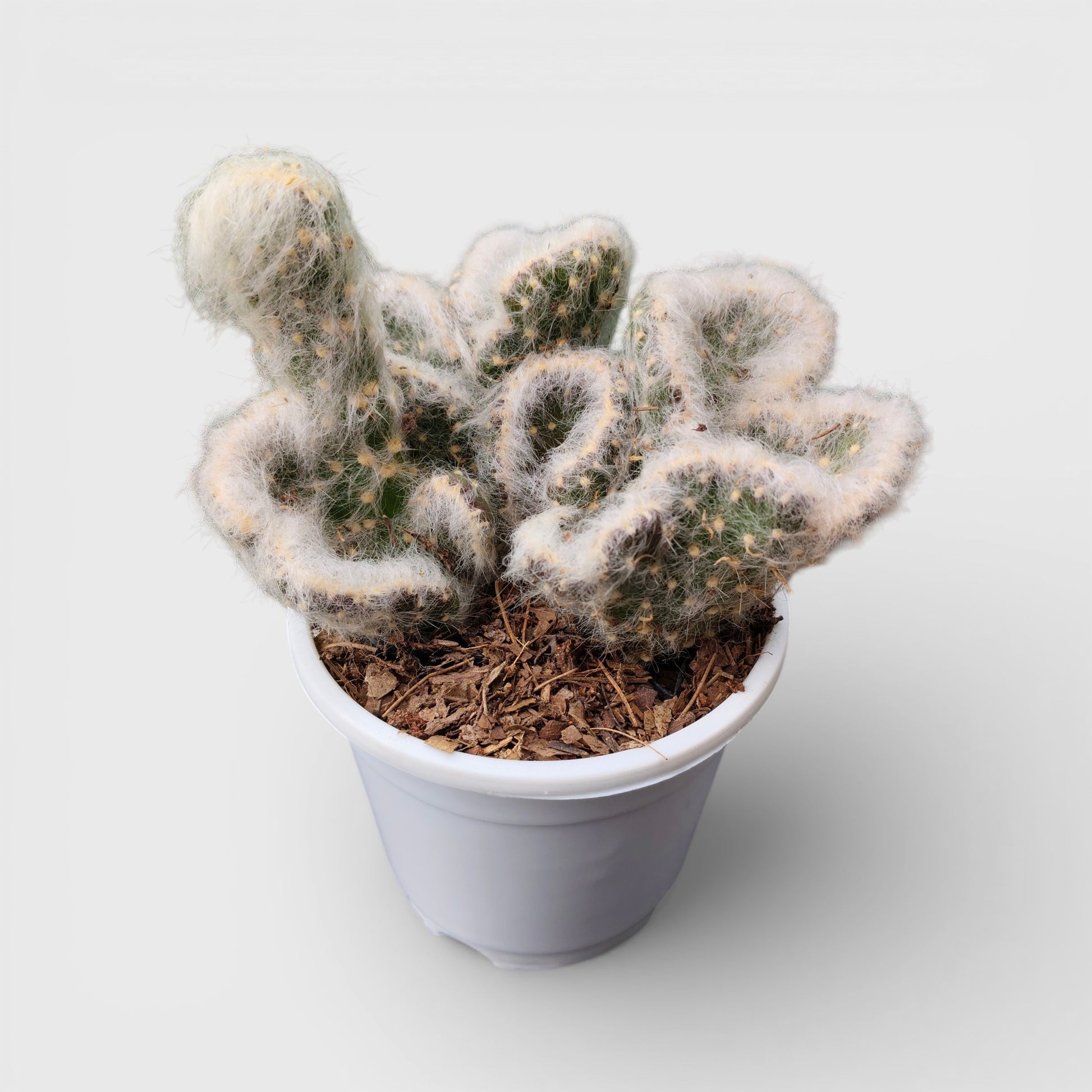 Rare crested Opuntia Vestita Cristata cactus for collectors