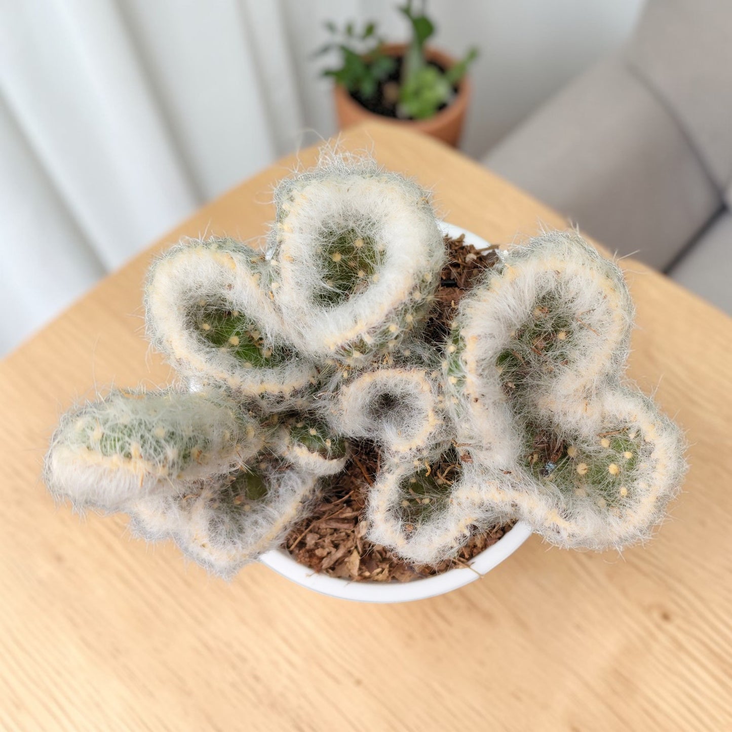 Opuntia Vestita Cristata crested hairy cactus indoor plants
