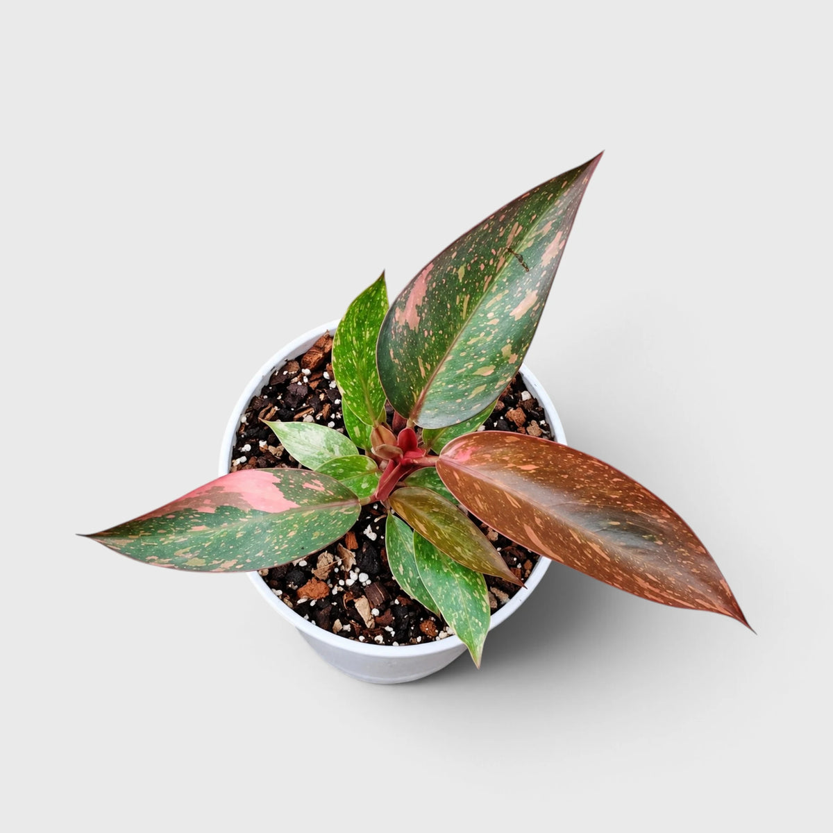 Philodendron Orange Princess – Rare Variegated Plant with Pot