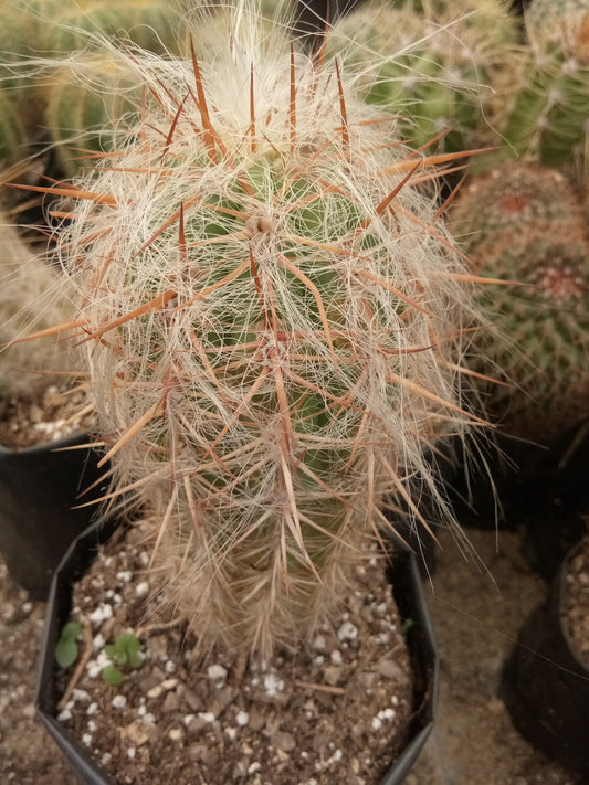 Oreocereus Celsianus (Old Man Cactus) - Available at Frek - My Store