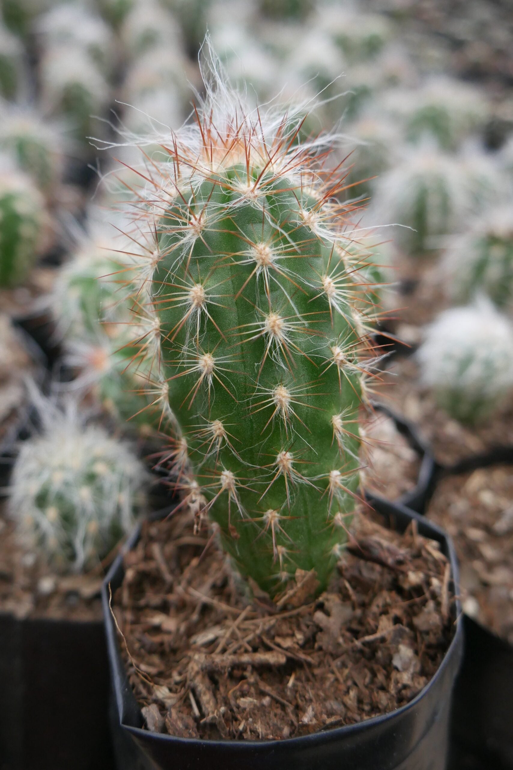 Oreocereus Celsianus (Old Man Cactus) - Available at Frek - My Store