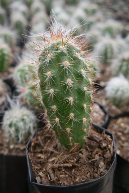 Oreocereus Celsianus (Old Man Cactus) - Available at Frek - My Store