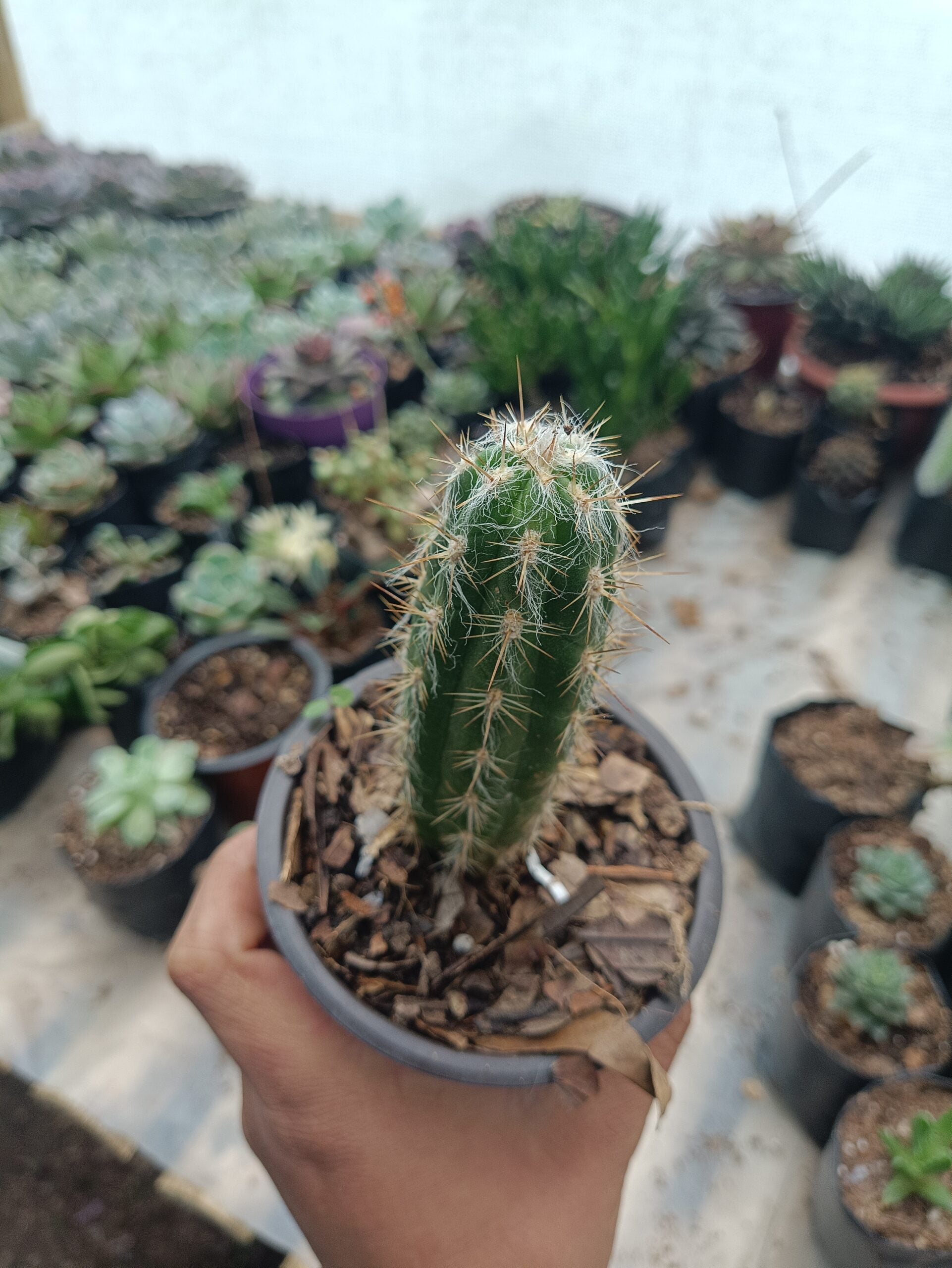Oreocereus Celsianus (Old Man Cactus) - Available at Frek - My Store