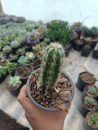 Oreocereus Celsianus (Old Man Cactus) - Available at Frek - My Store