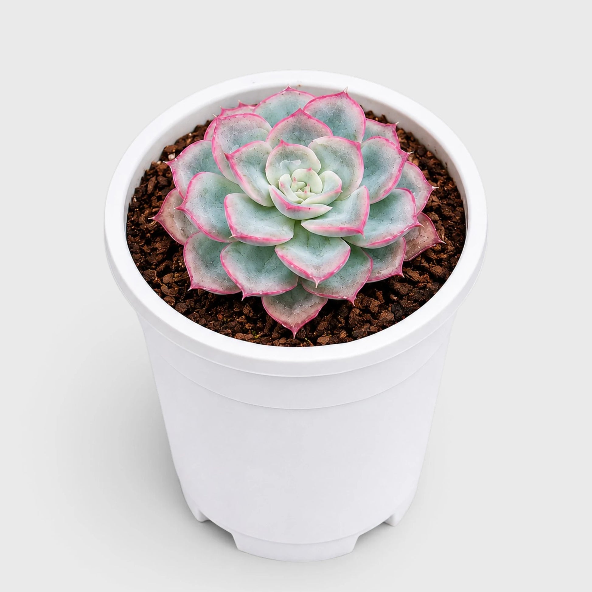Hybrid Echeveria Orient | Mature Well Rooted Live Succulent