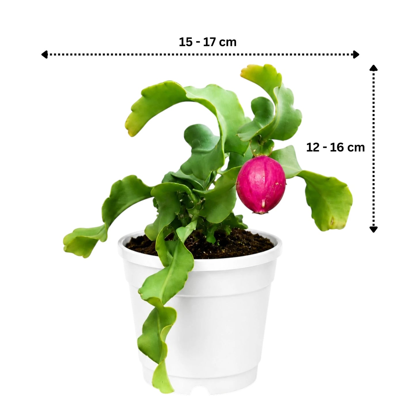 Rare Ornamental Hybrid Dragon Fruit Cactus (Non-Edible) | Well Rooted Mature Hanging Cactus
