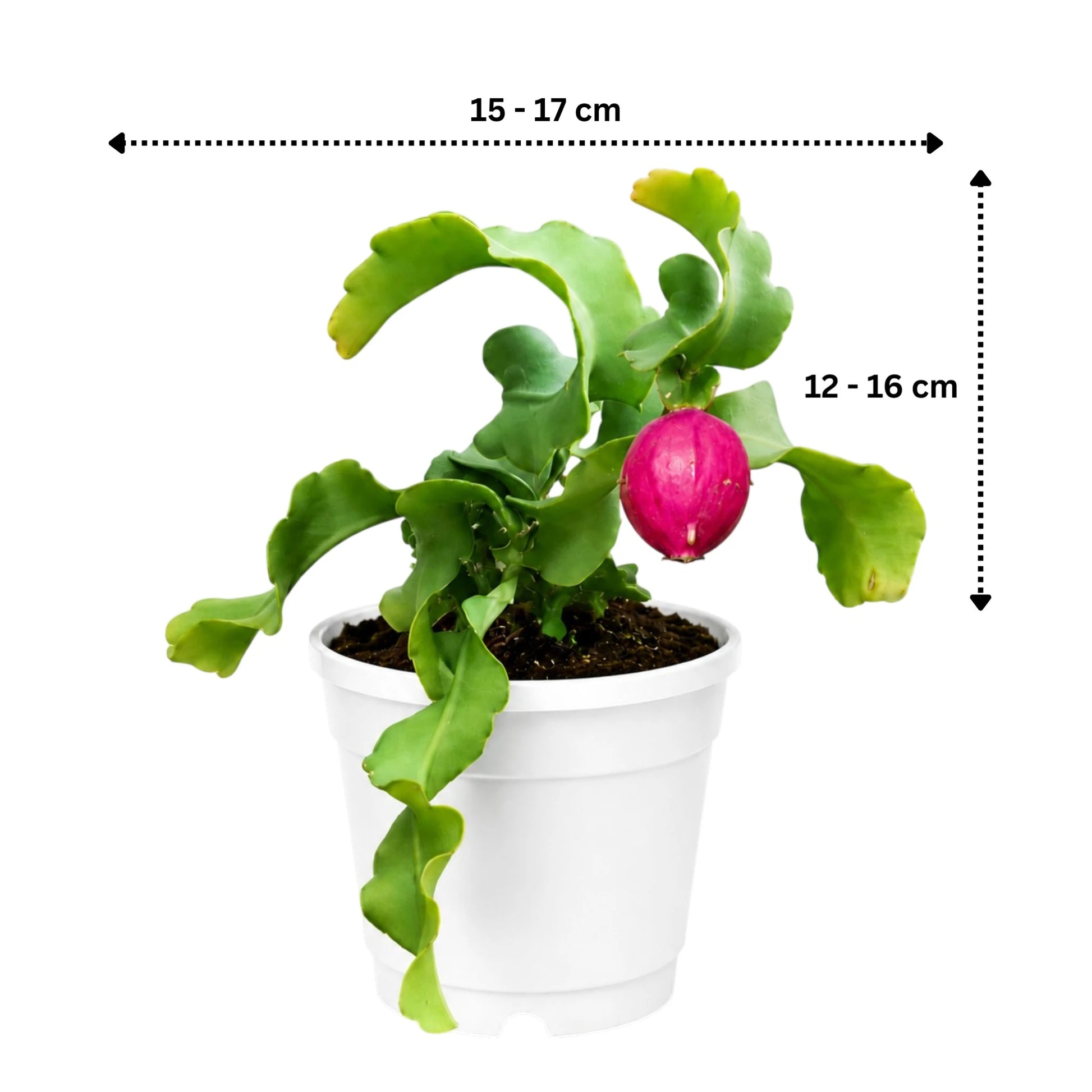 Rare Ornamental Hybrid Dragon Fruit Cactus (Non-Edible) | Well Rooted Mature Hanging Cactus