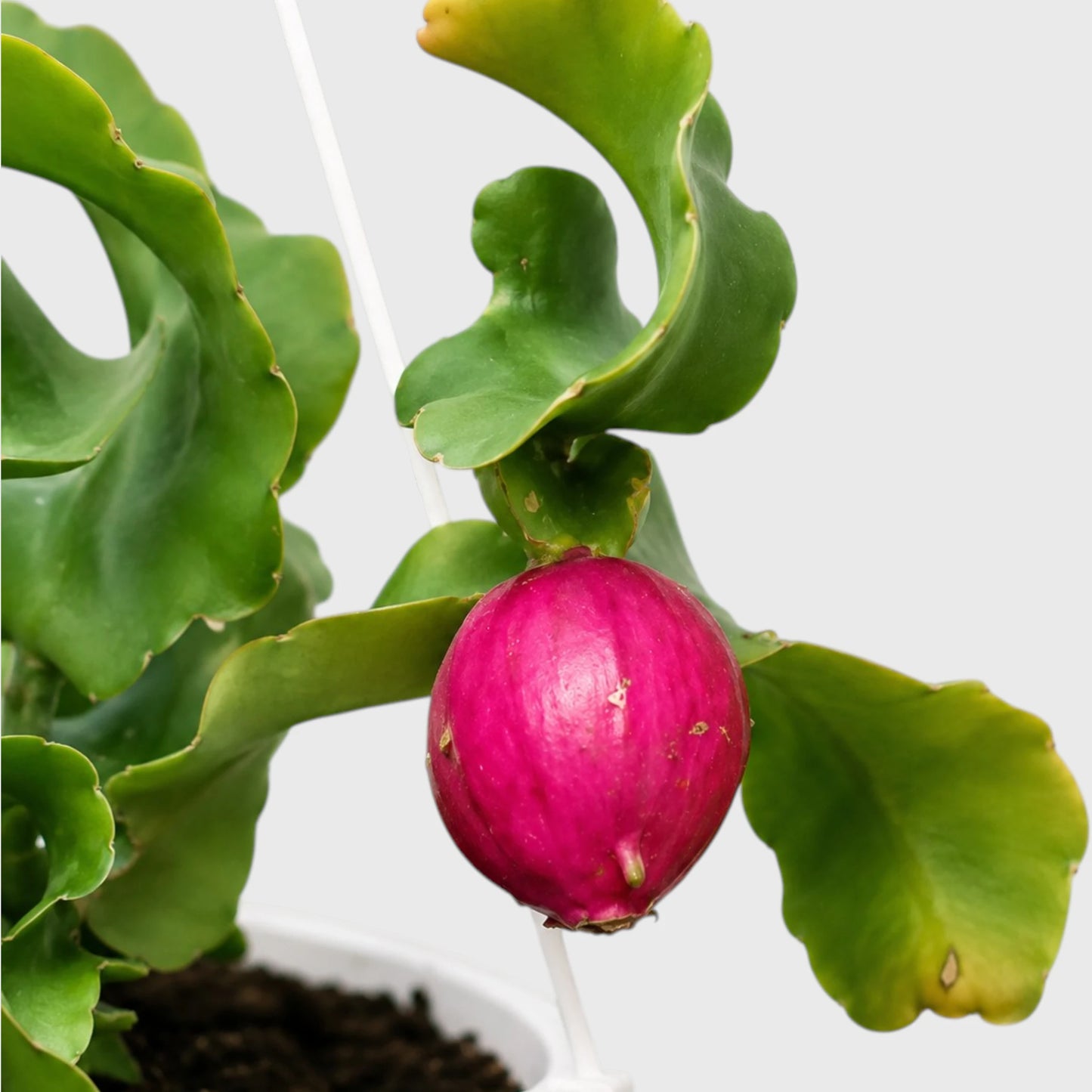 Rare Ornamental Hybrid Dragon Fruit Cactus (Non-Edible) | Well Rooted Mature Hanging Cactus