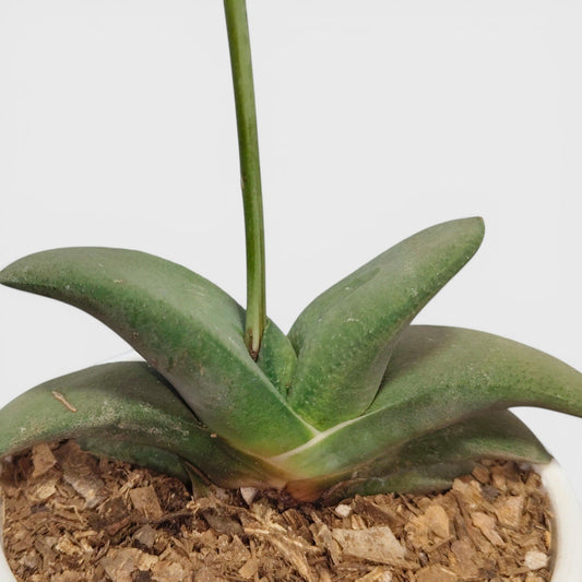 Gasteria Glomerata (Ox Tongue) – Rare Compact Succulent | Low Maintenance Indoor Plant | Bare Rooted