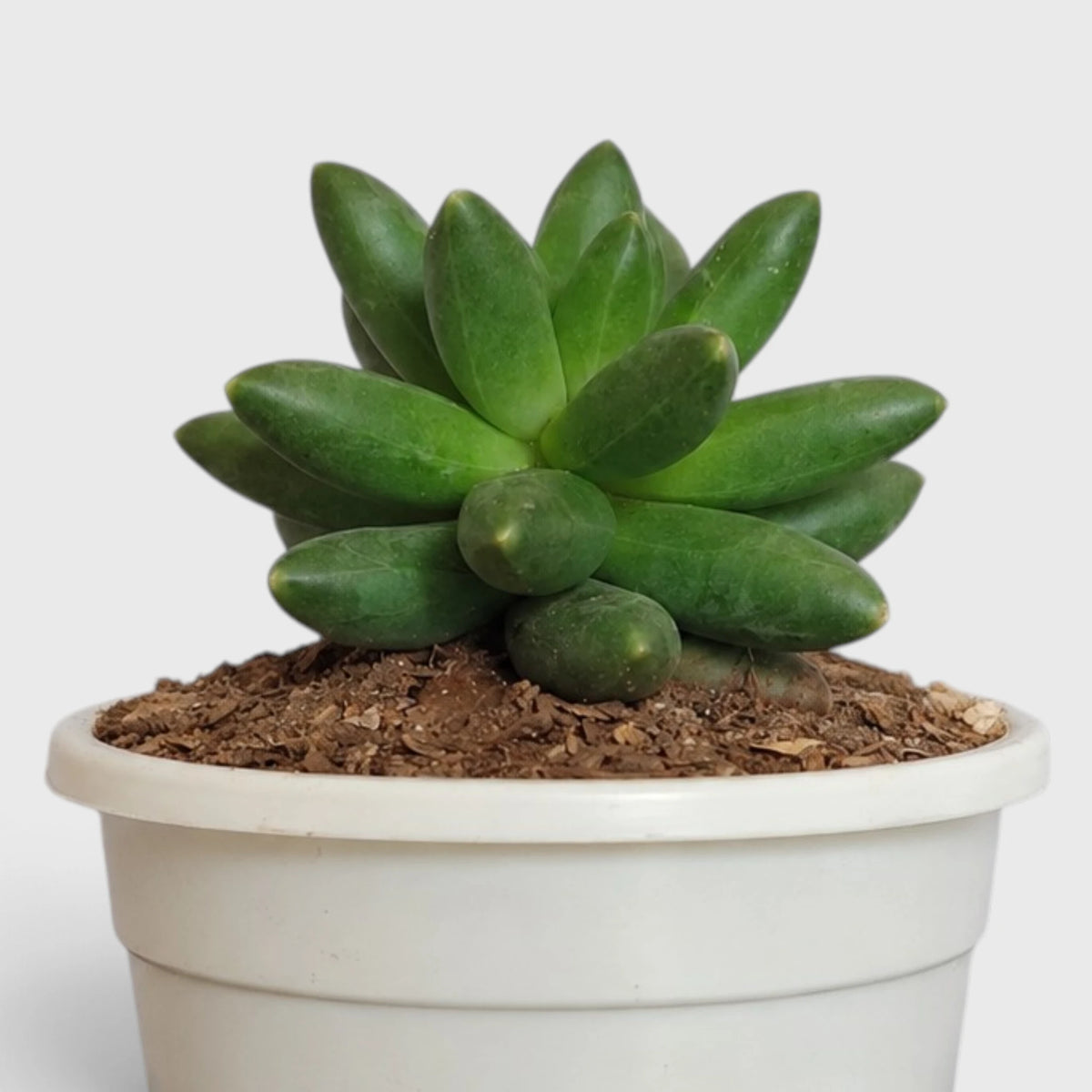 Pachyphytum Compactum – Little Jewel Succulent