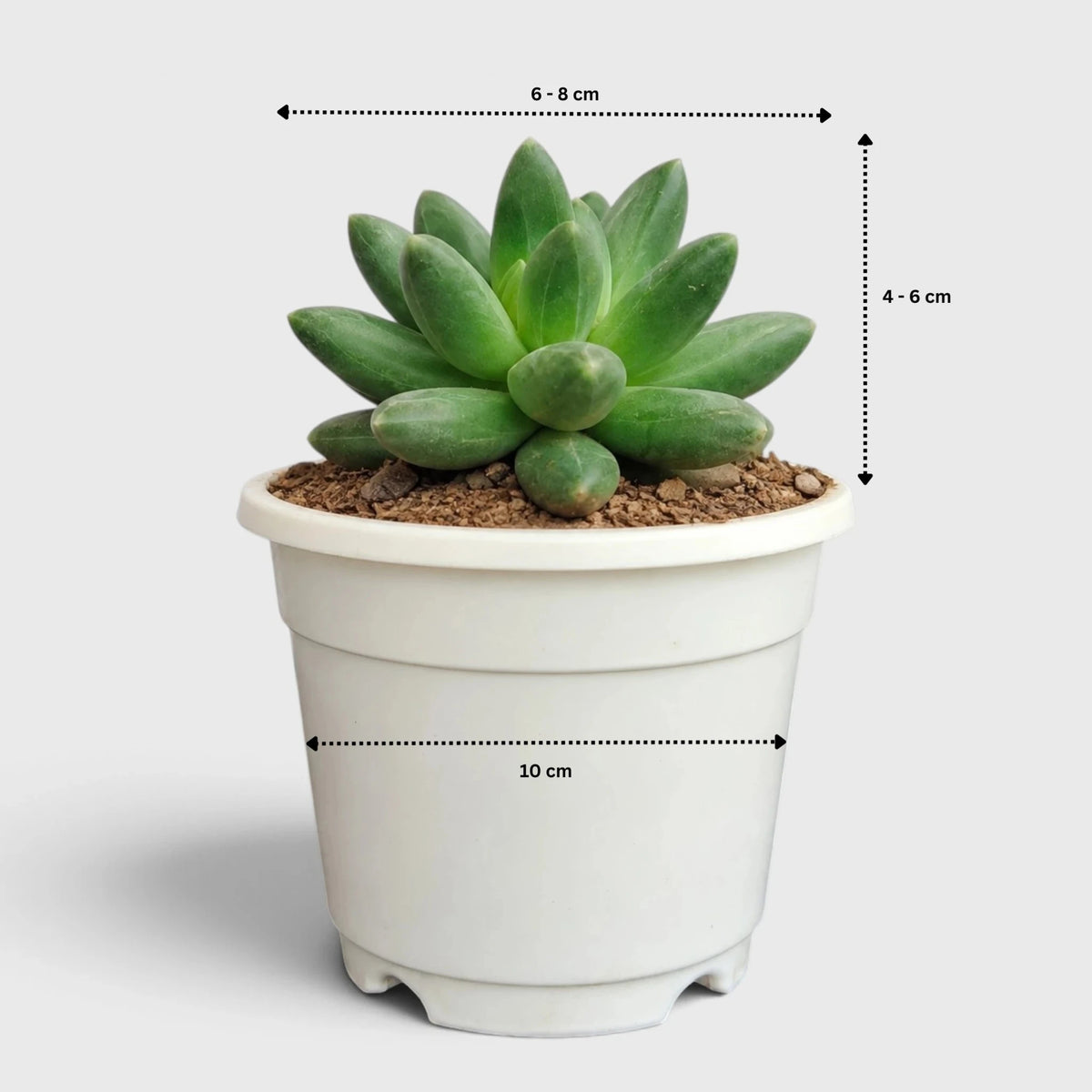 Pachyphytum Compactum – Little Jewel Succulent