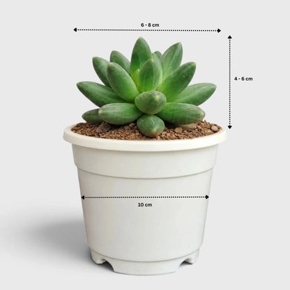 Pachyphytum Compactum – Little Jewel Succulent
