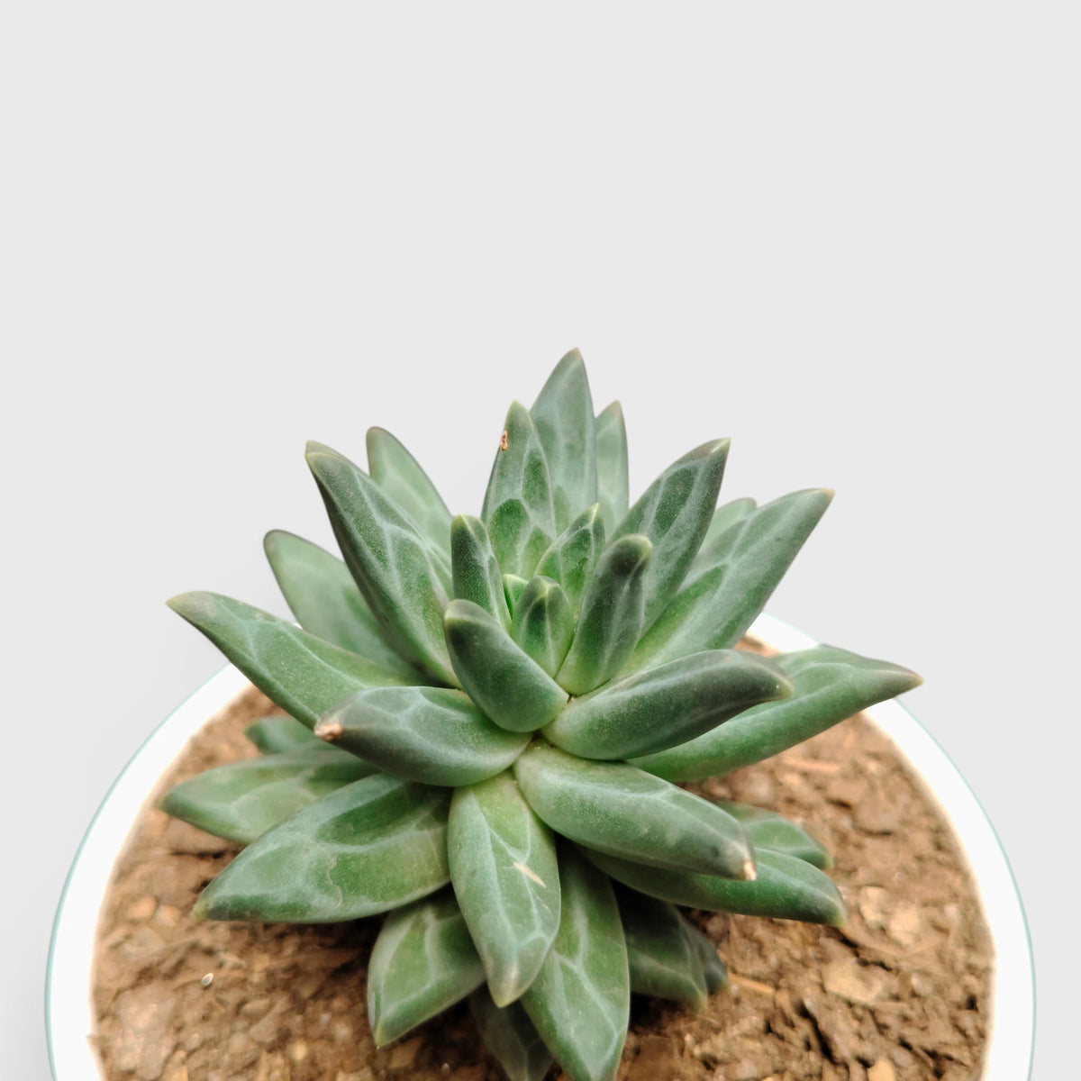 Pachyphytum Compactum Hybrid – Pointed Leaf Succulent