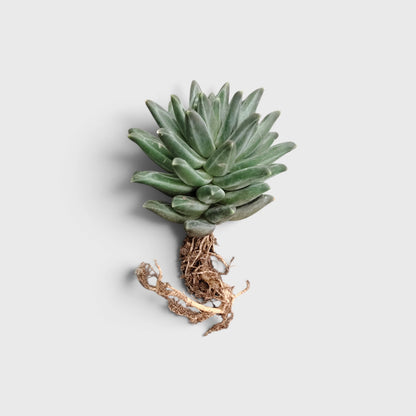Pachyphytum Compactum Hybrid – Pointed Leaf Succulent