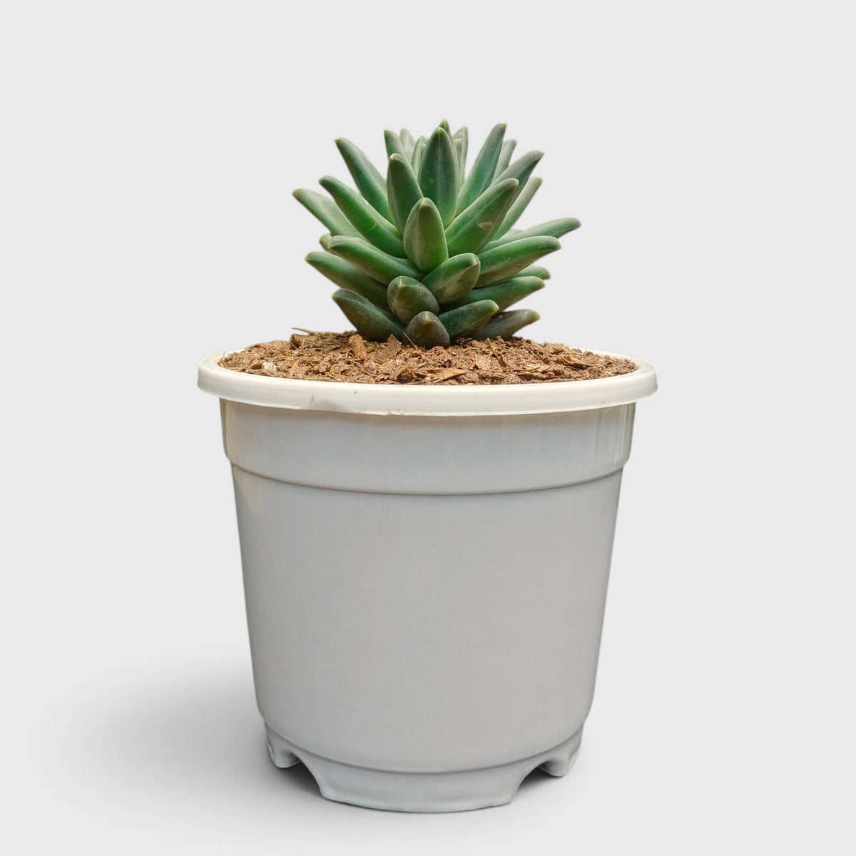 Pachyphytum Compactum Hybrid – Pointed Leaf Succulent