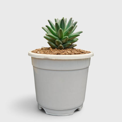 Pachyphytum Compactum Hybrid – Pointed Leaf Succulent