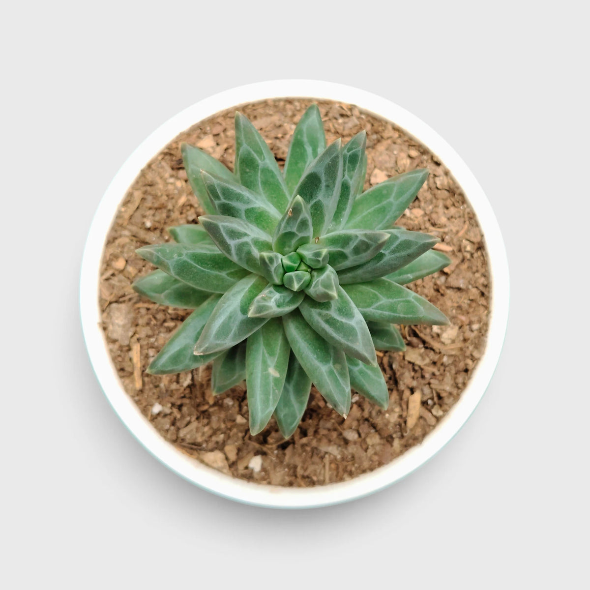 Pachyphytum Compactum Hybrid – Pointed Leaf Succulent