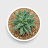 Pachyphytum Compactum Hybrid – Pointed Leaf Succulent