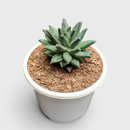 Pachyphytum Compactum Hybrid – Pointed Leaf Succulent