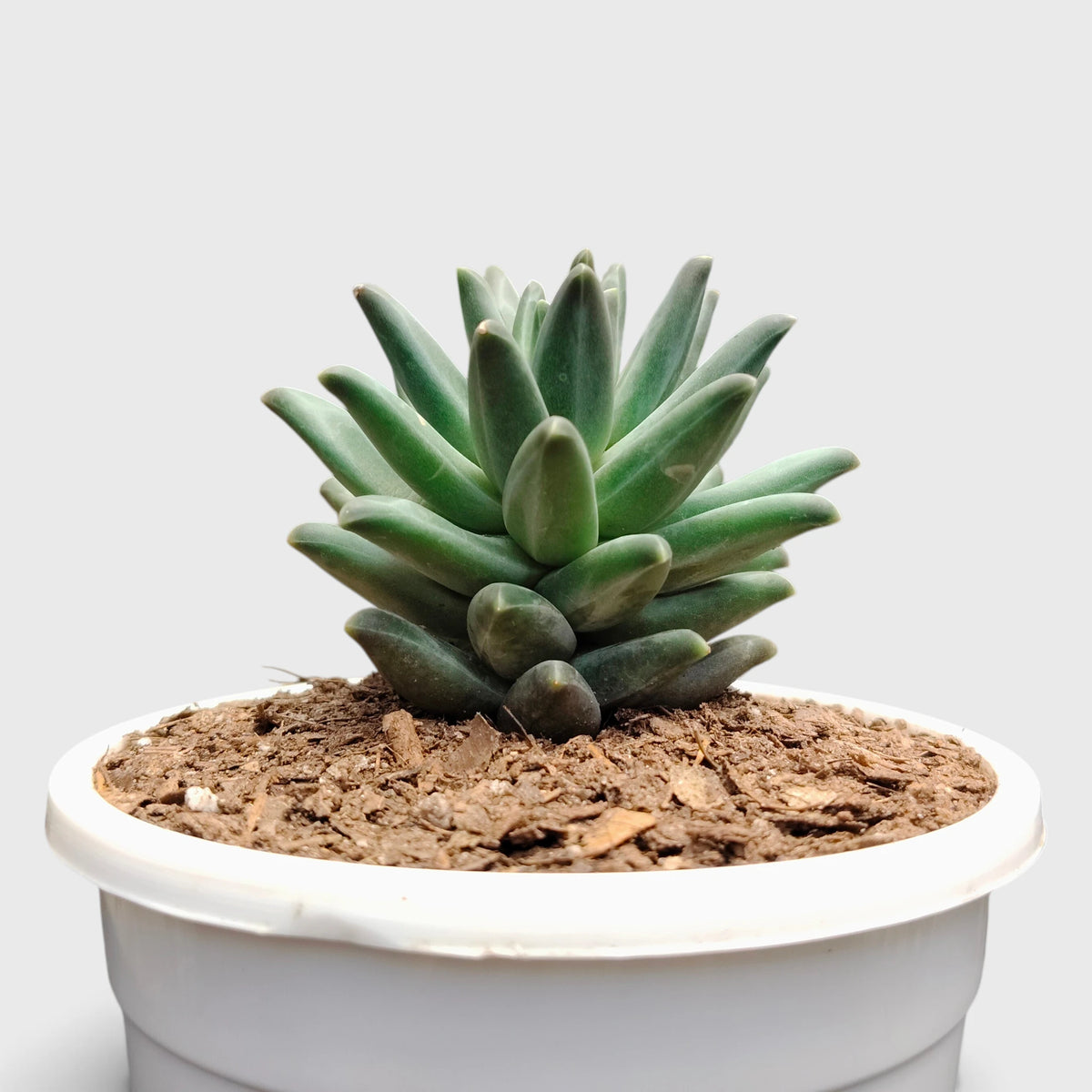 Pachyphytum Compactum Hybrid – Pointed Leaf Succulent