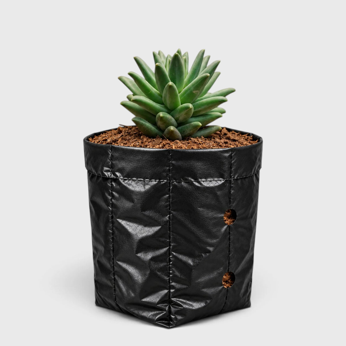 Pachyphytum Compactum Hybrid – Pointed Leaf Succulent