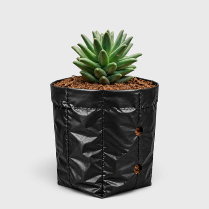 Pachyphytum Compactum Hybrid – Pointed Leaf Succulent