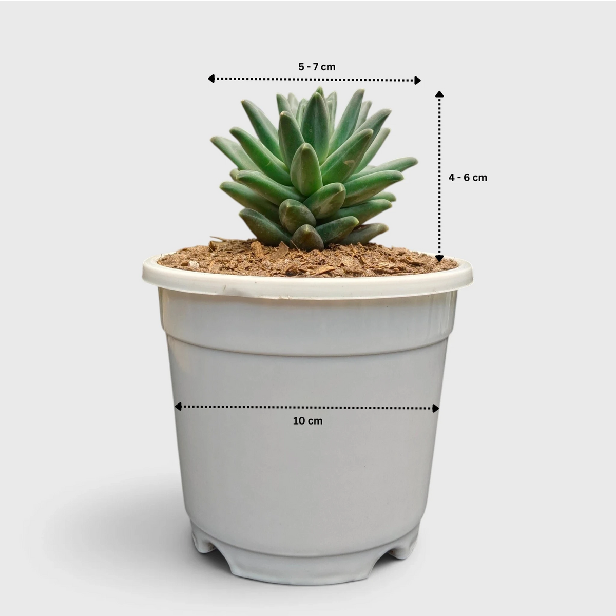 Pachyphytum Compactum Hybrid – Pointed Leaf Succulent