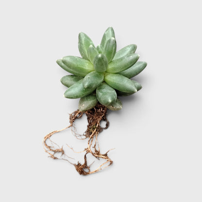 Pachyphytum Compactum – Little Jewel Succulent