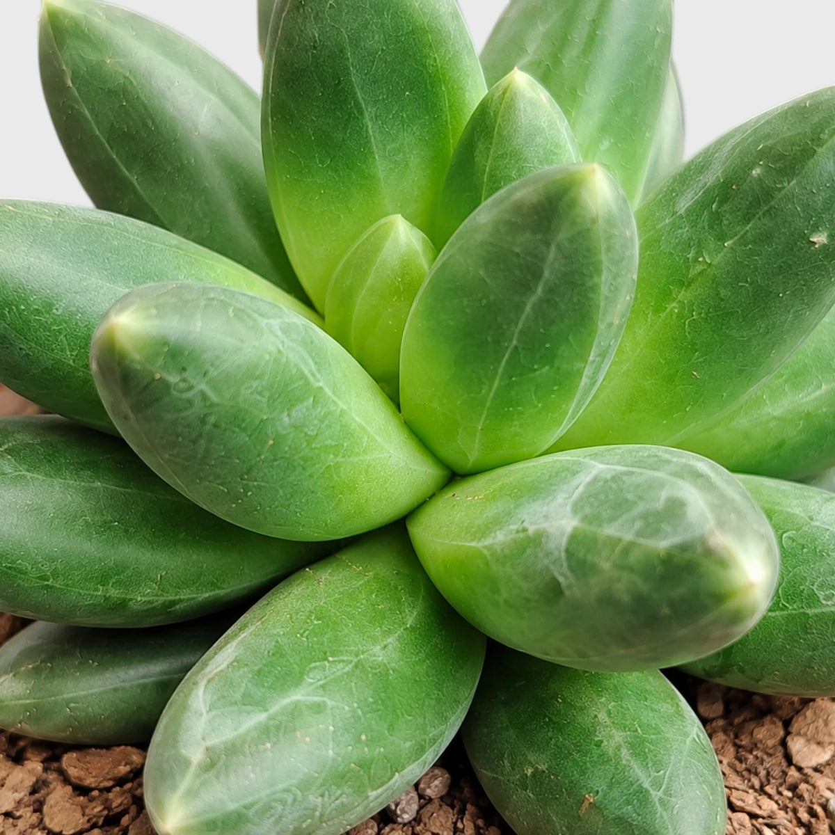 Pachyphytum Compactum – Little Jewel Succulent