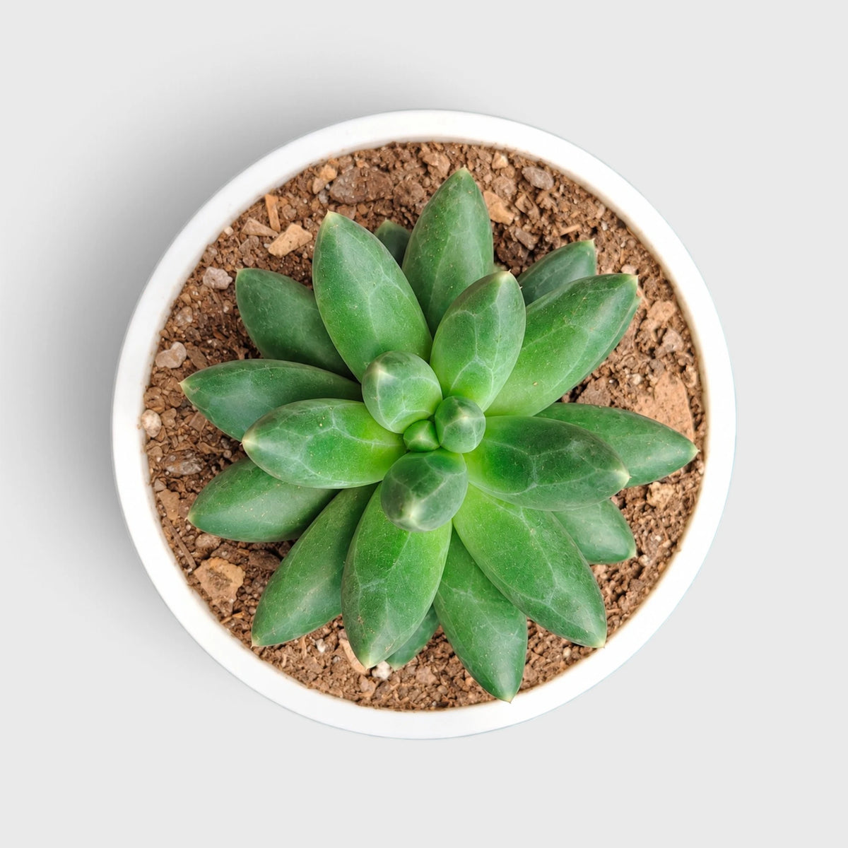 Pachyphytum Compactum – Little Jewel Succulent