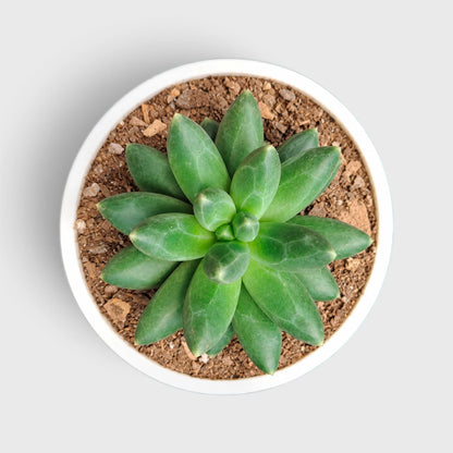 Pachyphytum Compactum – Little Jewel Succulent
