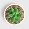 Pachyphytum Compactum – Little Jewel Succulent