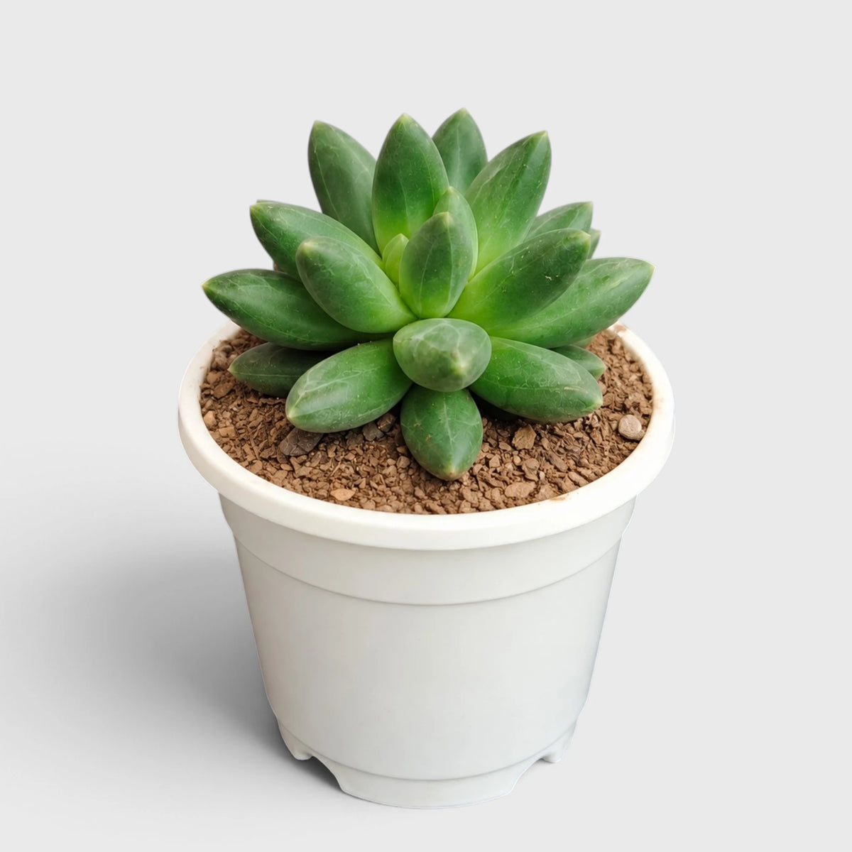 Pachyphytum Compactum – Little Jewel Succulent