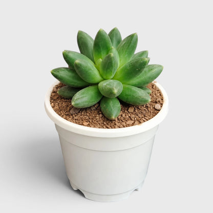 Pachyphytum Compactum – Little Jewel Succulent
