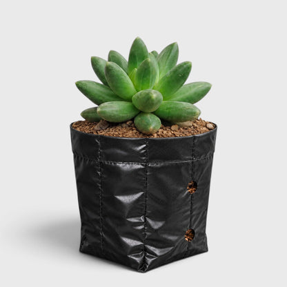 Pachyphytum Compactum – Little Jewel Succulent
