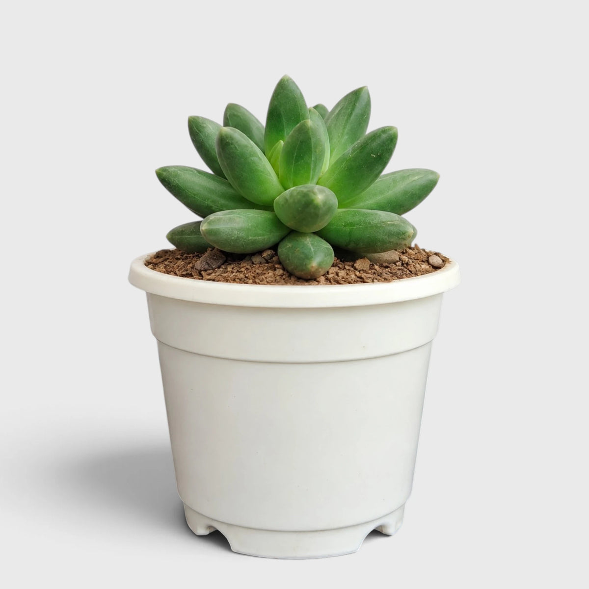 Pachyphytum Compactum – Little Jewel Succulent